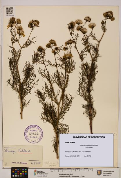 Senecio chamomillifolius [Espécimen: UDEC:CONC:0057823]
