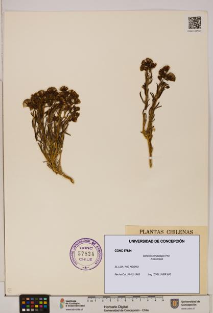 Senecio chrysolepis [Espécimen: UDEC:CONC:0057824]