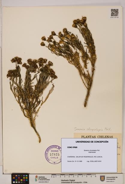 Senecio chrysolepis [Espécimen: UDEC:CONC:0057825]