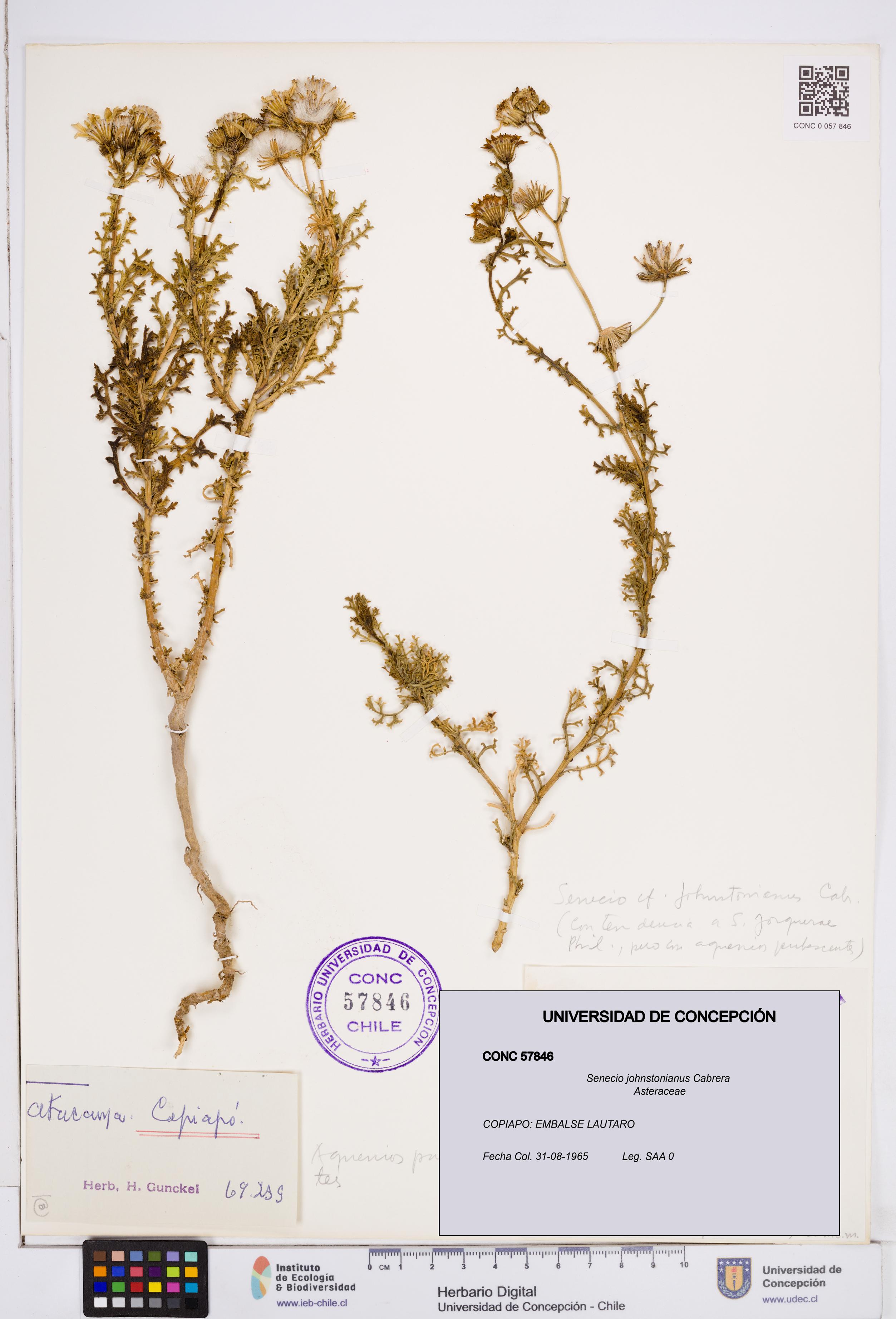 Senecio johnstonianus [Espécimen: ]