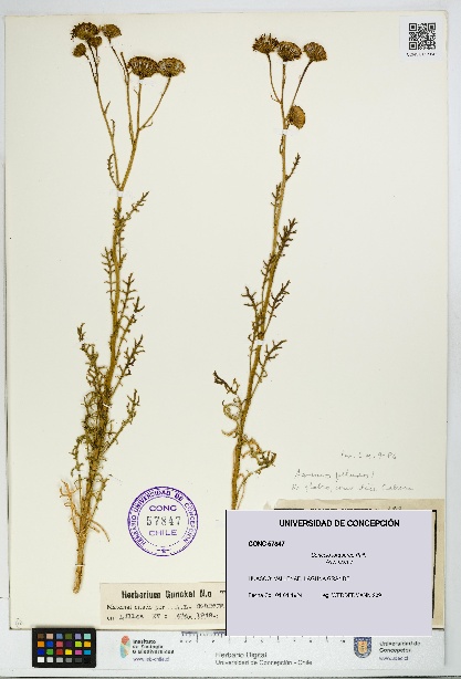 Senecio jorquerae [Espécimen: UDEC:CONC:0057847]