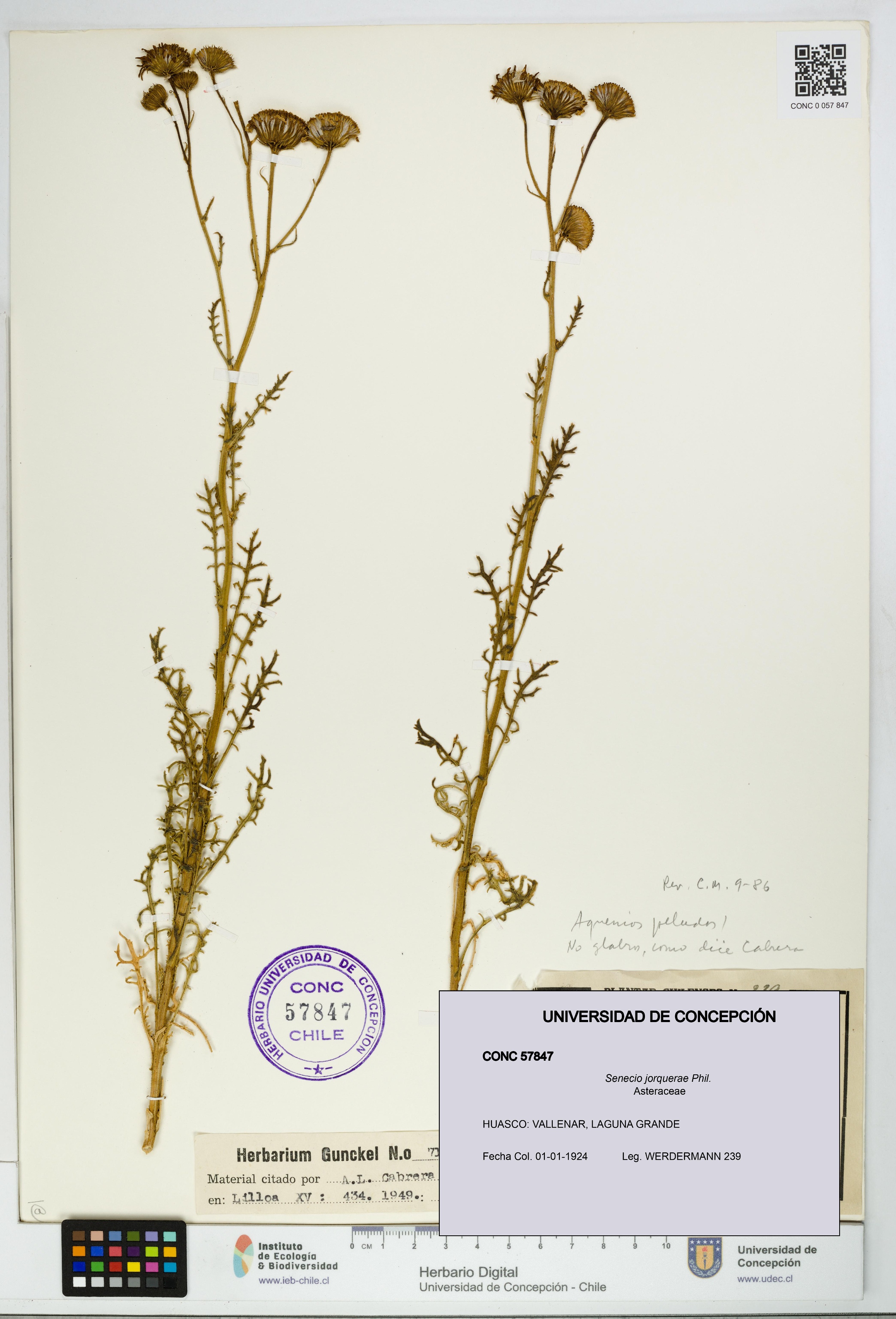 Senecio jorquerae [Espécimen: UDEC:CONC:0057847]
