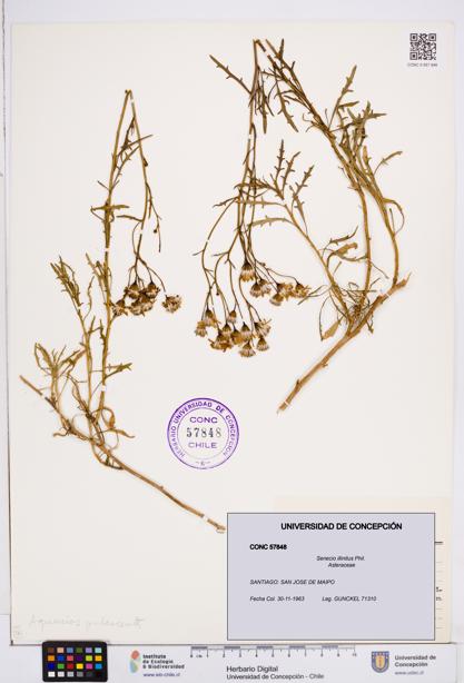 Senecio illinitus [Espécimen: ]