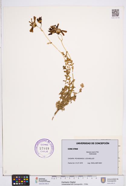 Senecio isernii [Espécimen: ]