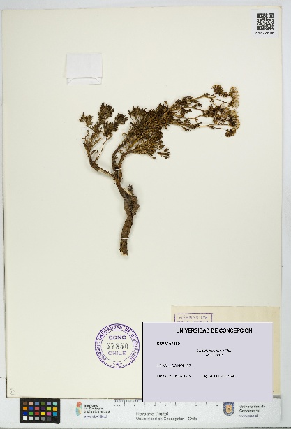 Senecio illapelinus [Espécimen: UDEC:CONC:0057850]