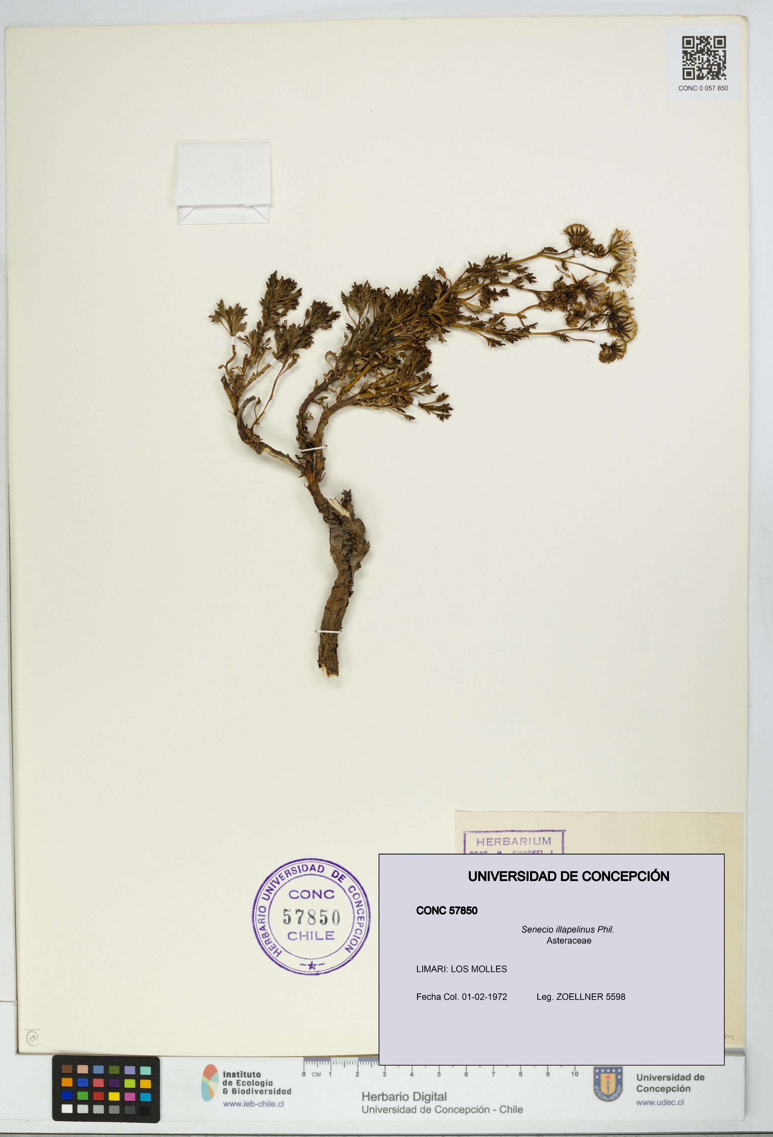 Senecio illapelinus [Espécimen: UDEC:CONC:0057850]