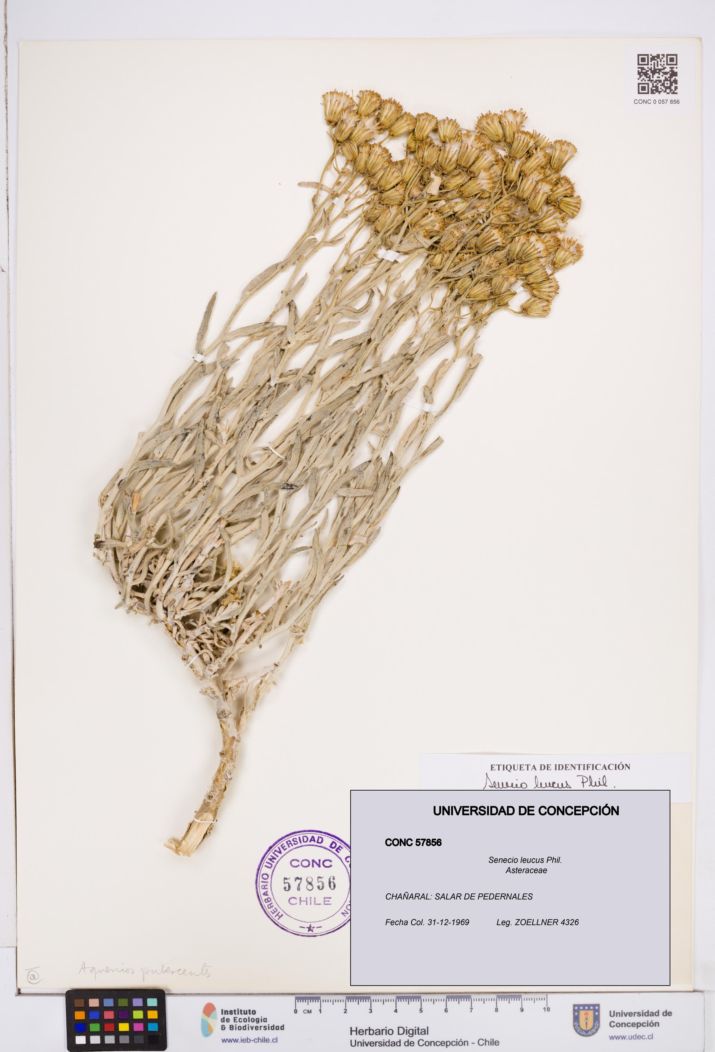 Senecio leucus [Espécimen: ]