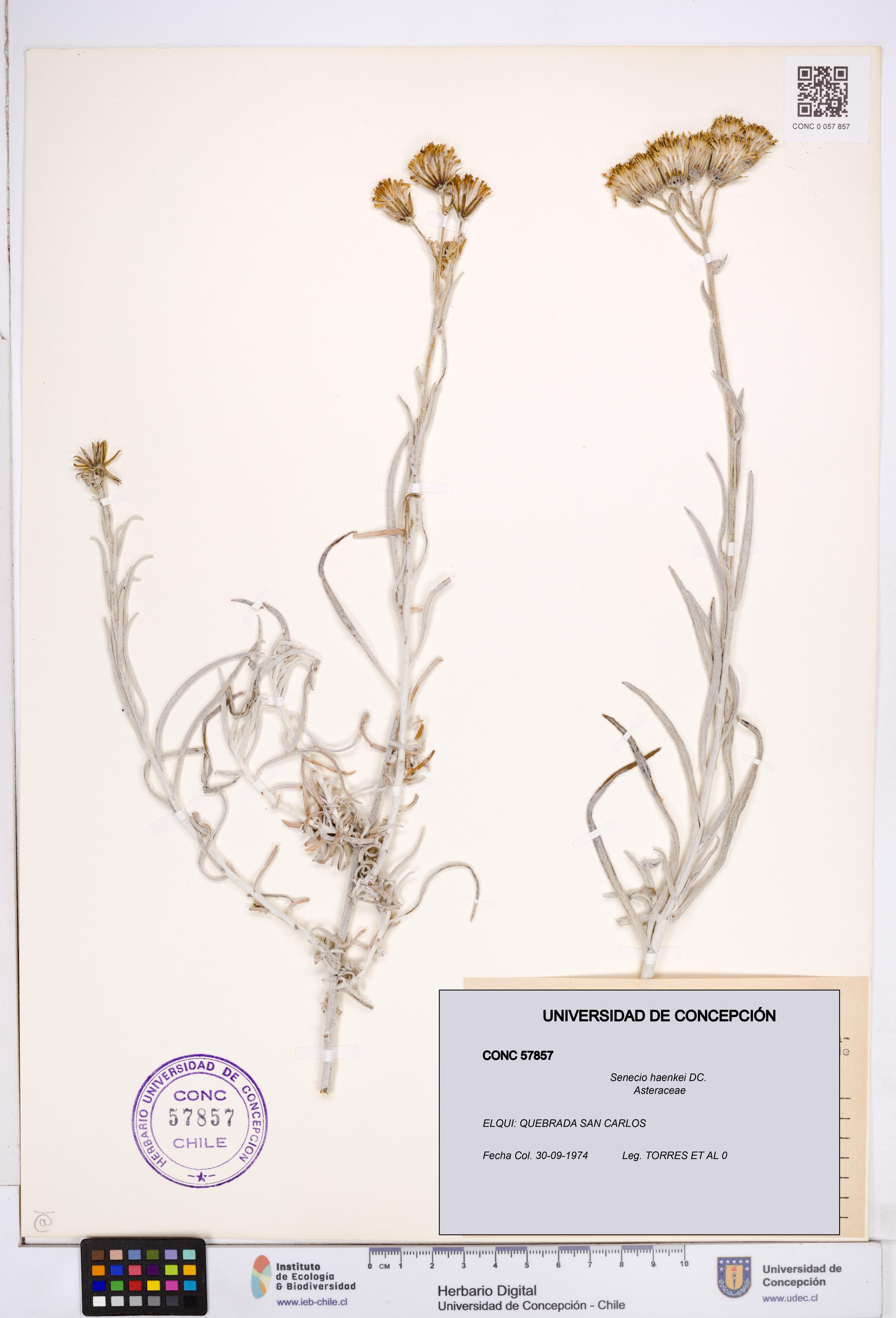 Senecio haenkei [Espécimen: ]