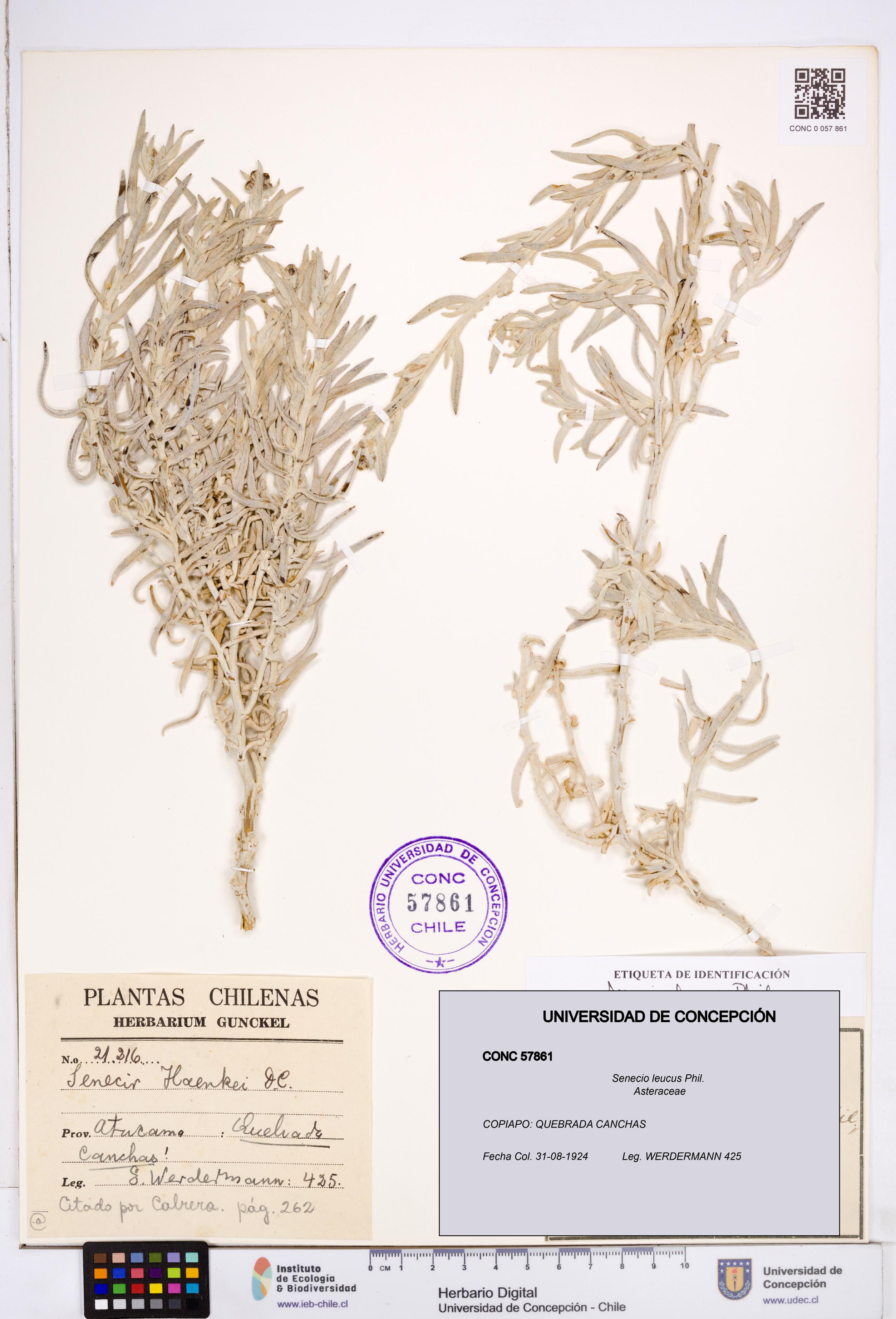 Senecio leucus [Espécimen: ]