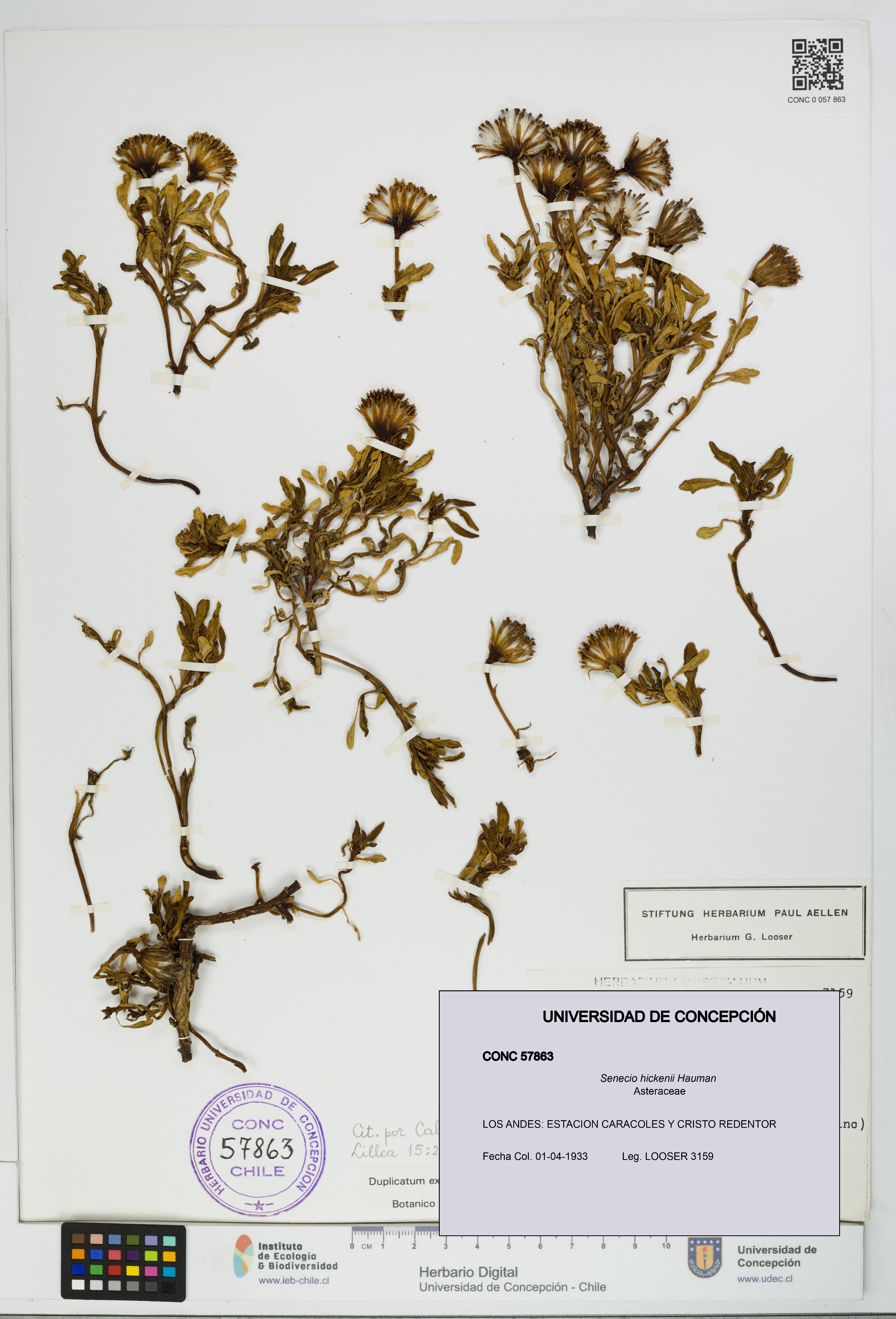 Senecio hickenii [Espécimen: UDEC:CONC:0057863]