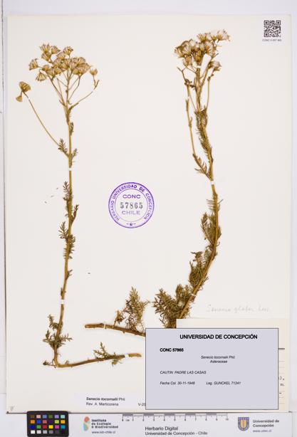Senecio tocornalii [Espécimen: ]