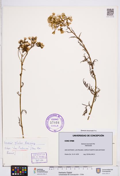 Senecio tocornalii [Espécimen: ]