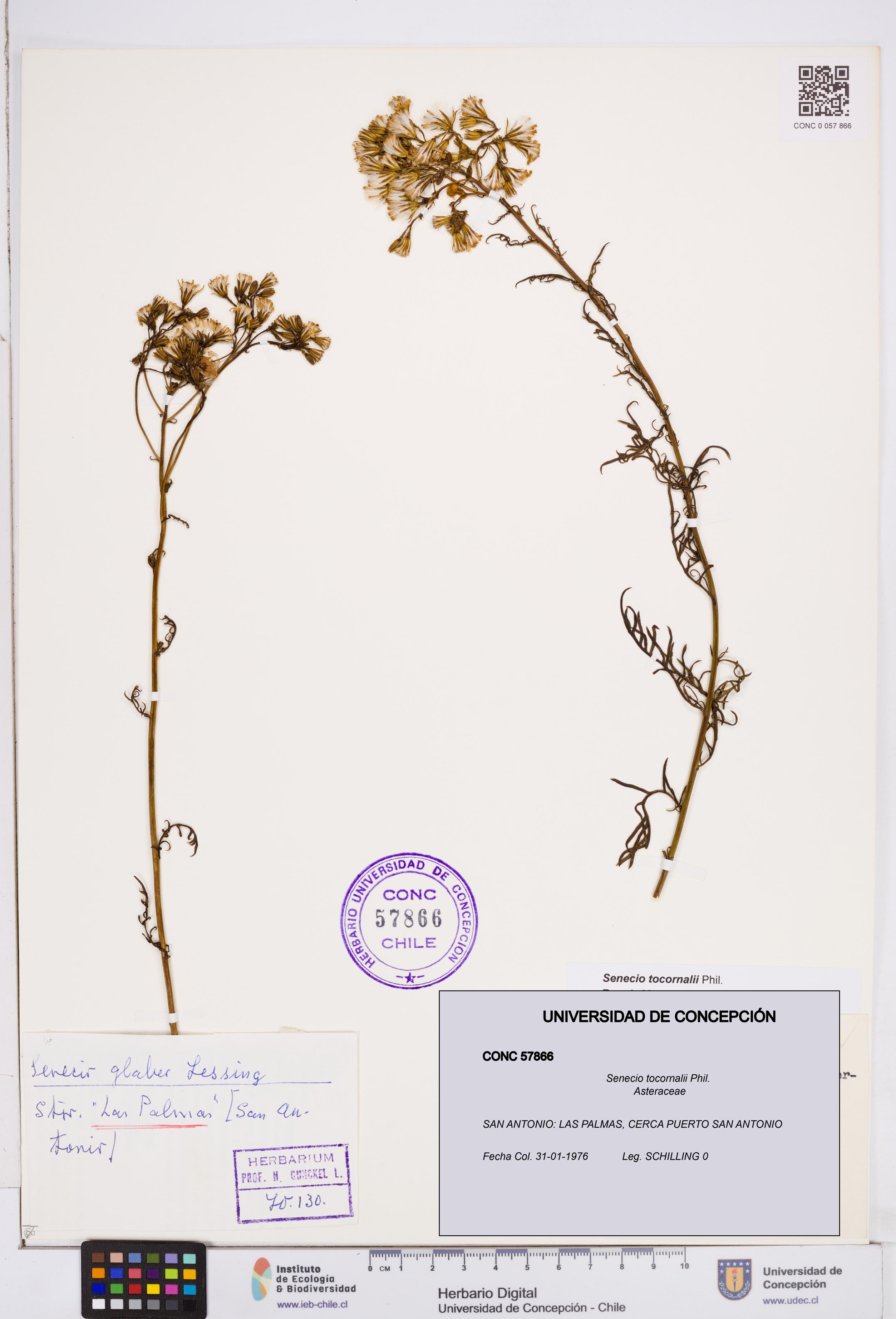 Senecio tocornalii [Espécimen: ]