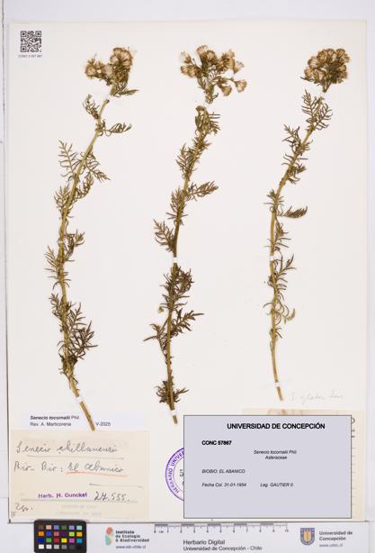 Senecio tocornalii [Espécimen: ]