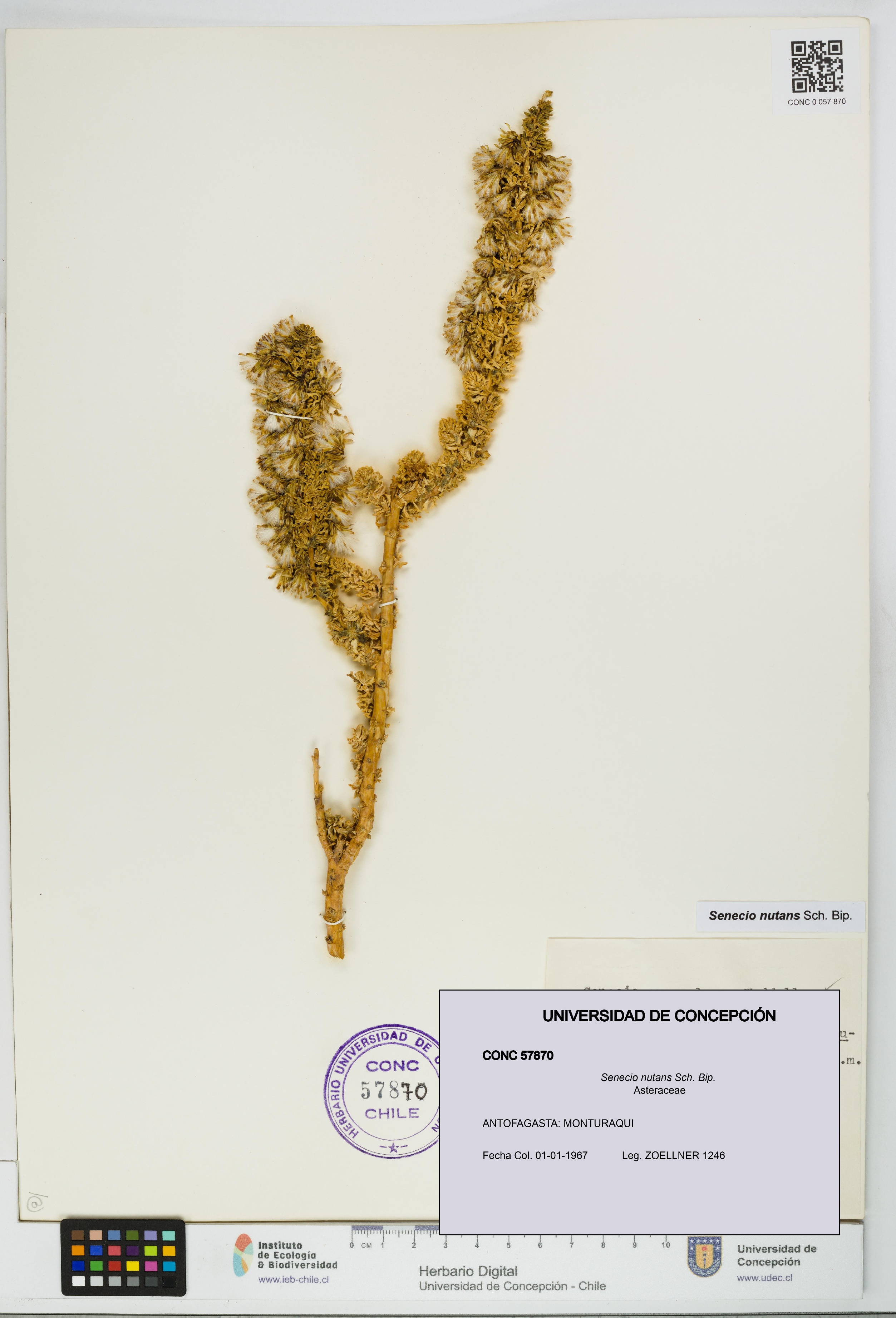 Senecio nutans [Espécimen: UDEC:CONC:0057870]