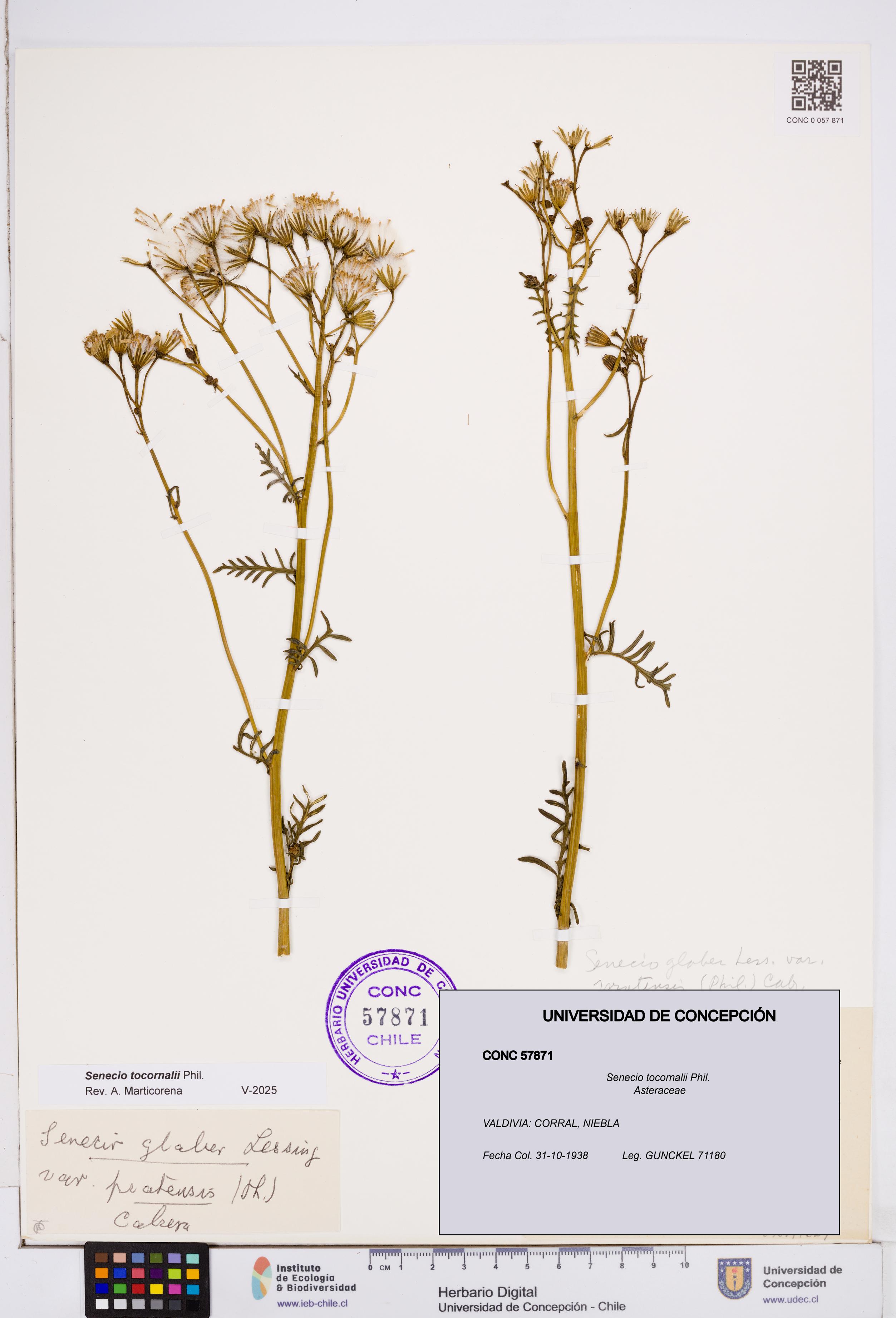 Senecio tocornalii [Espécimen: ]