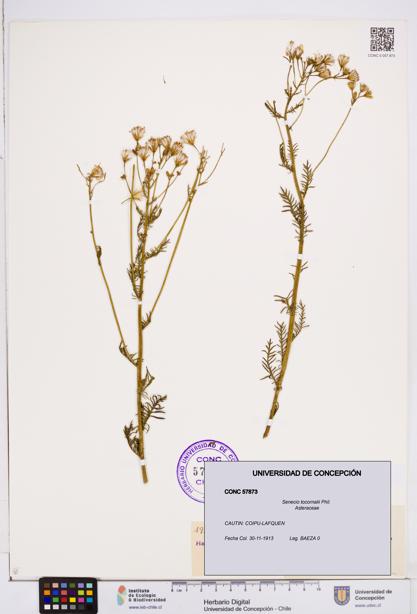 Senecio tocornalii [Espécimen: ]