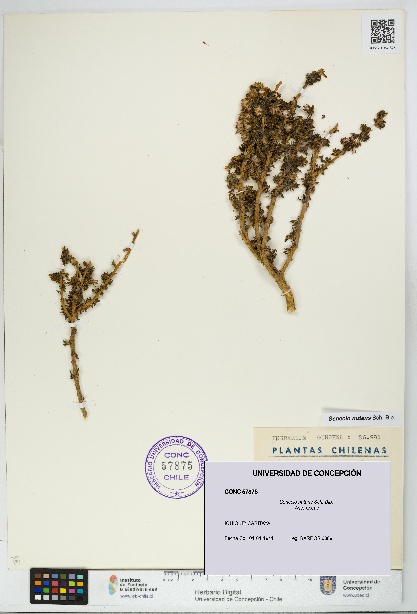 Senecio nutans [Espécimen: UDEC:CONC:0057875]