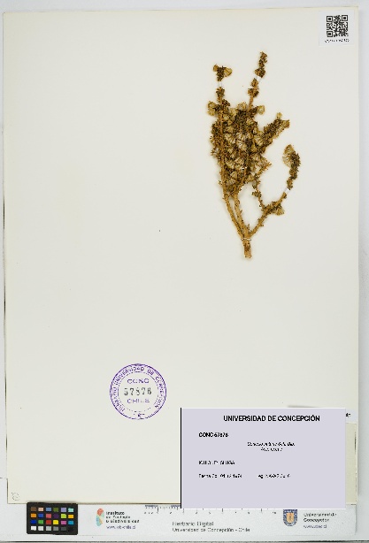 Senecio nutans [Espécimen: UDEC:CONC:0057876]