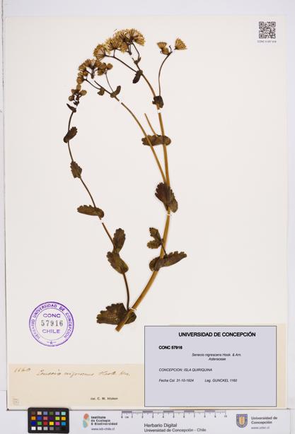 Senecio nigrescens [Espécimen: ]