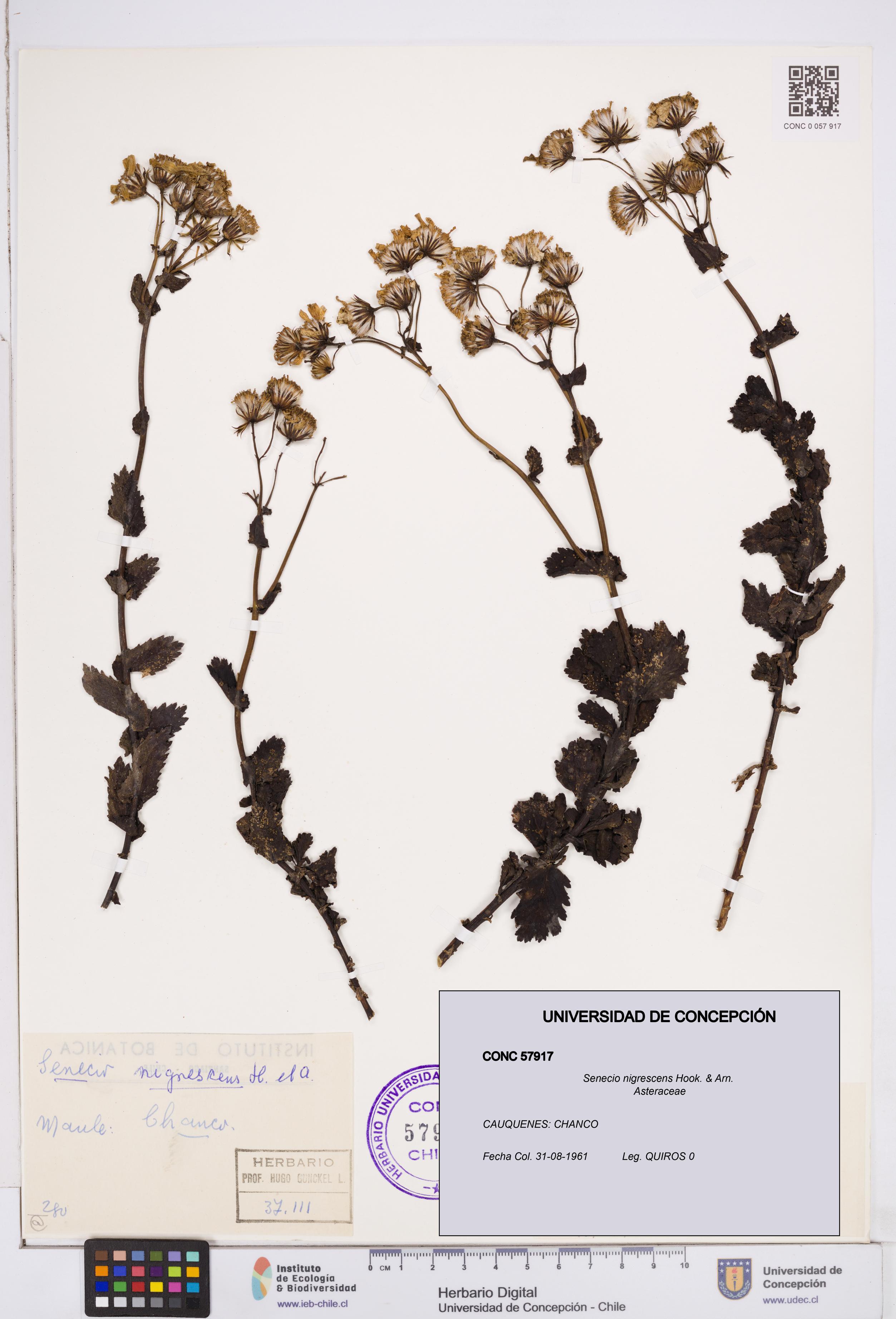 Senecio nigrescens [Espécimen: ]