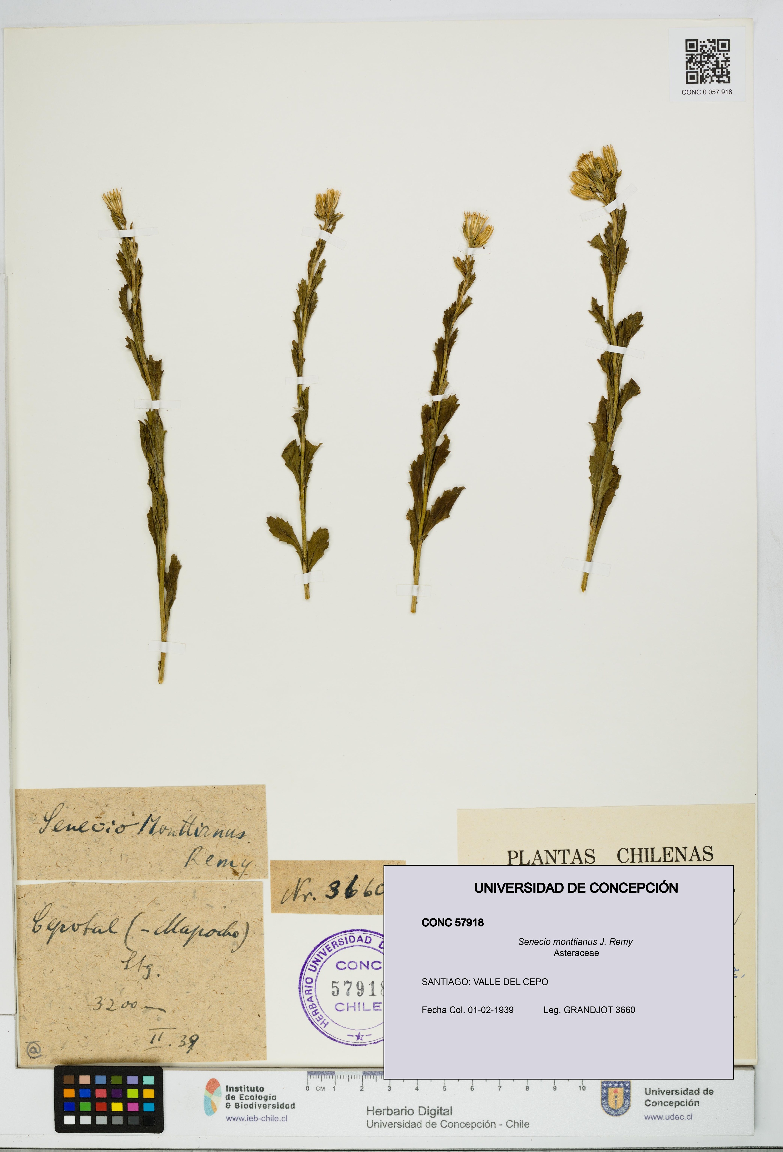 Senecio monttianus [Espécimen: UDEC:CONC:0057918]