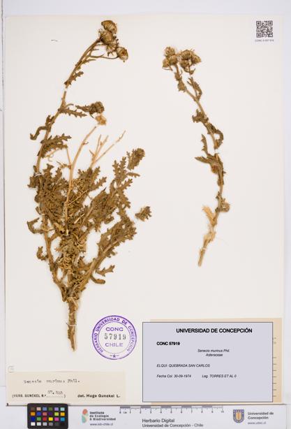Senecio murinus [Espécimen: ]