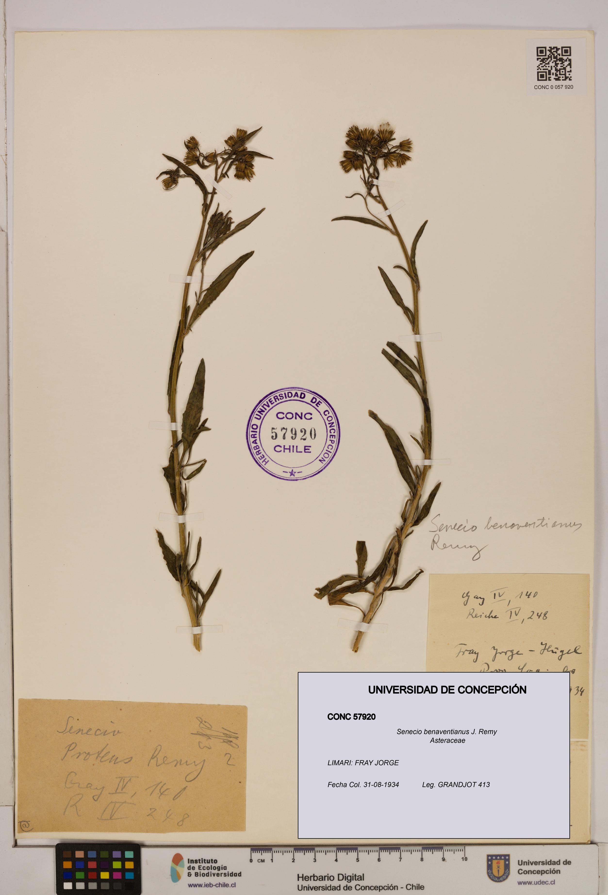 Senecio benaventianus [Espécimen: UDEC:CONC:0057920]