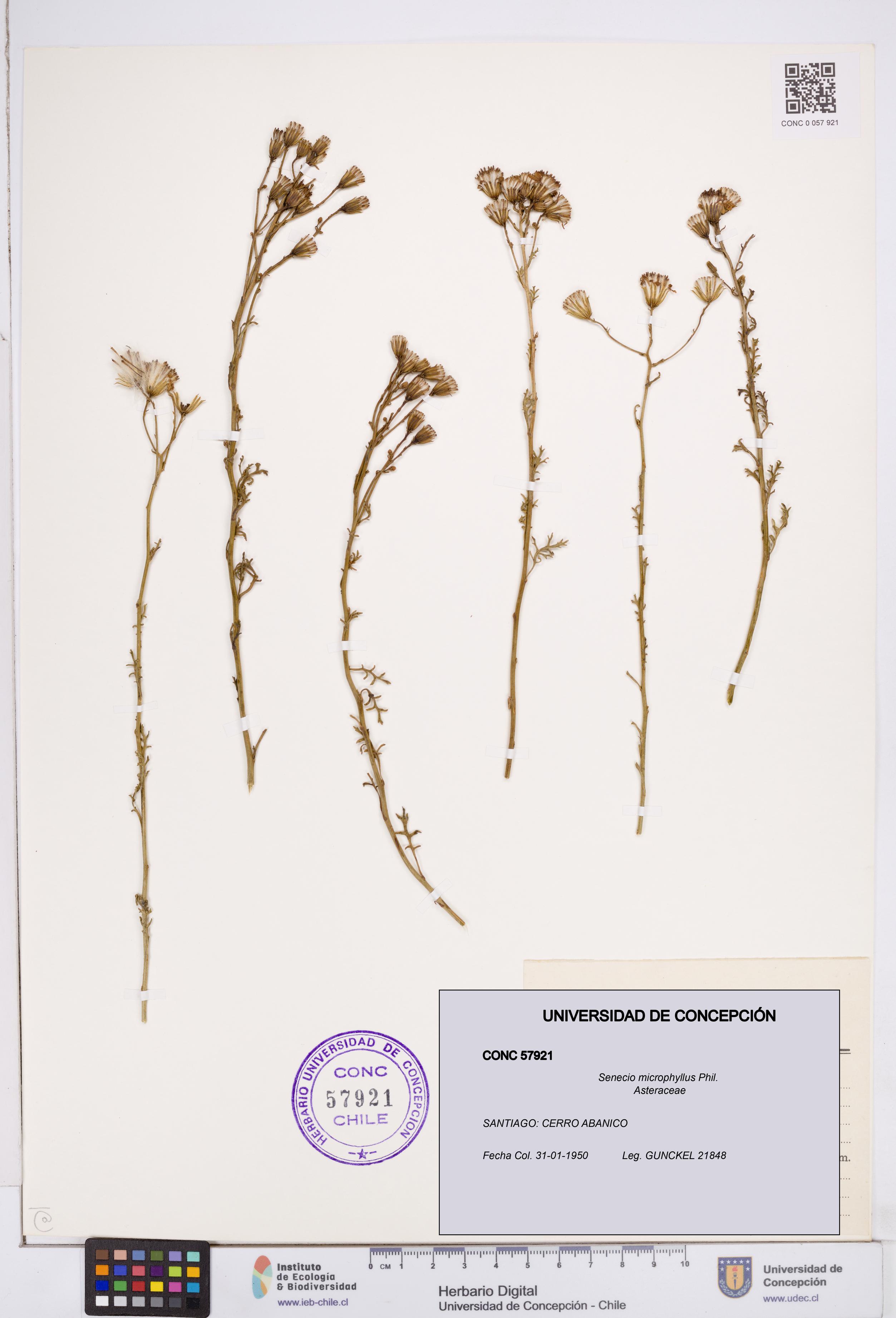 Senecio microphyllus [Espécimen: ]
