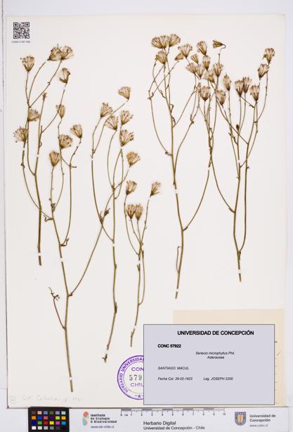 Senecio microphyllus [Espécimen: ]