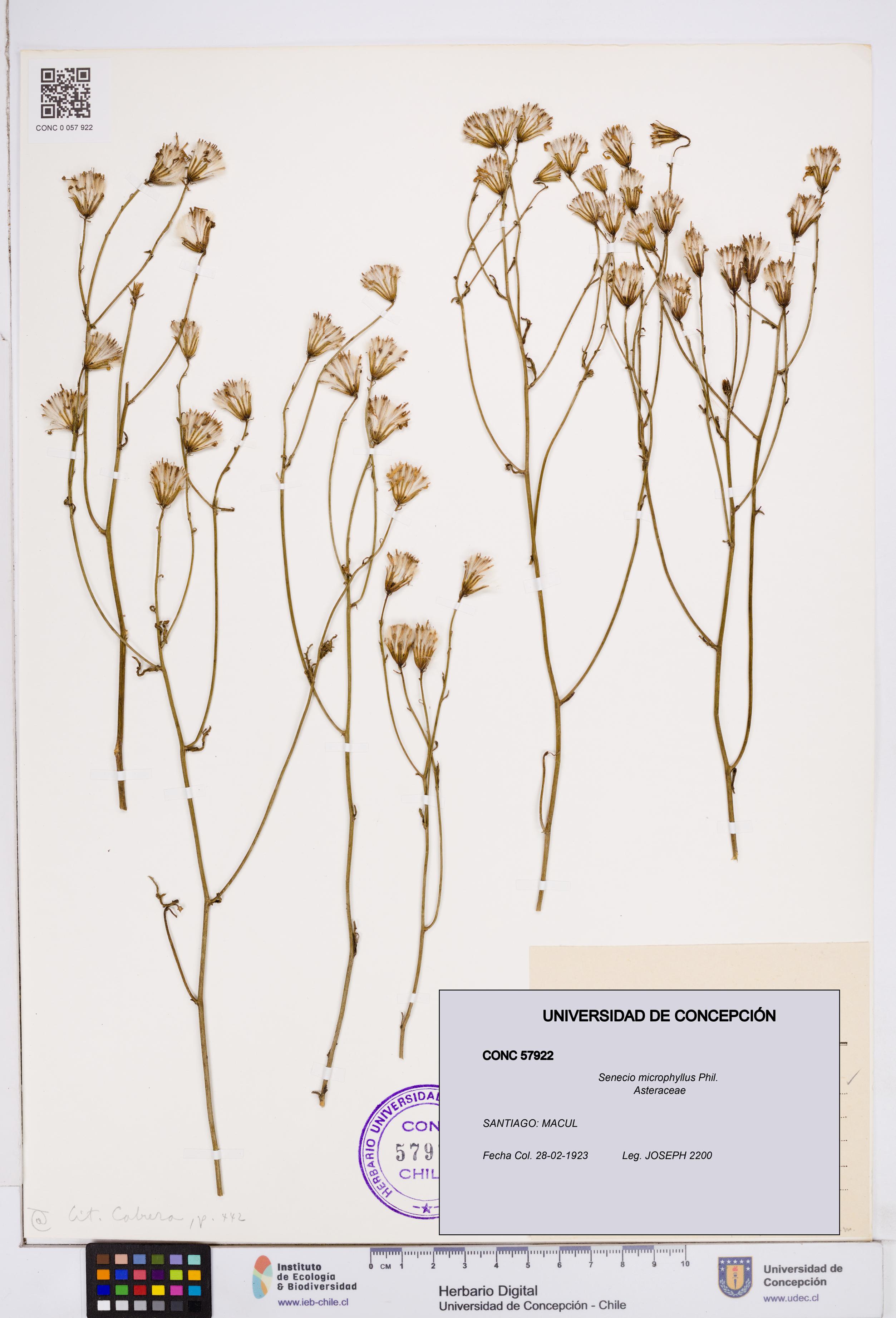 Senecio microphyllus [Espécimen: ]