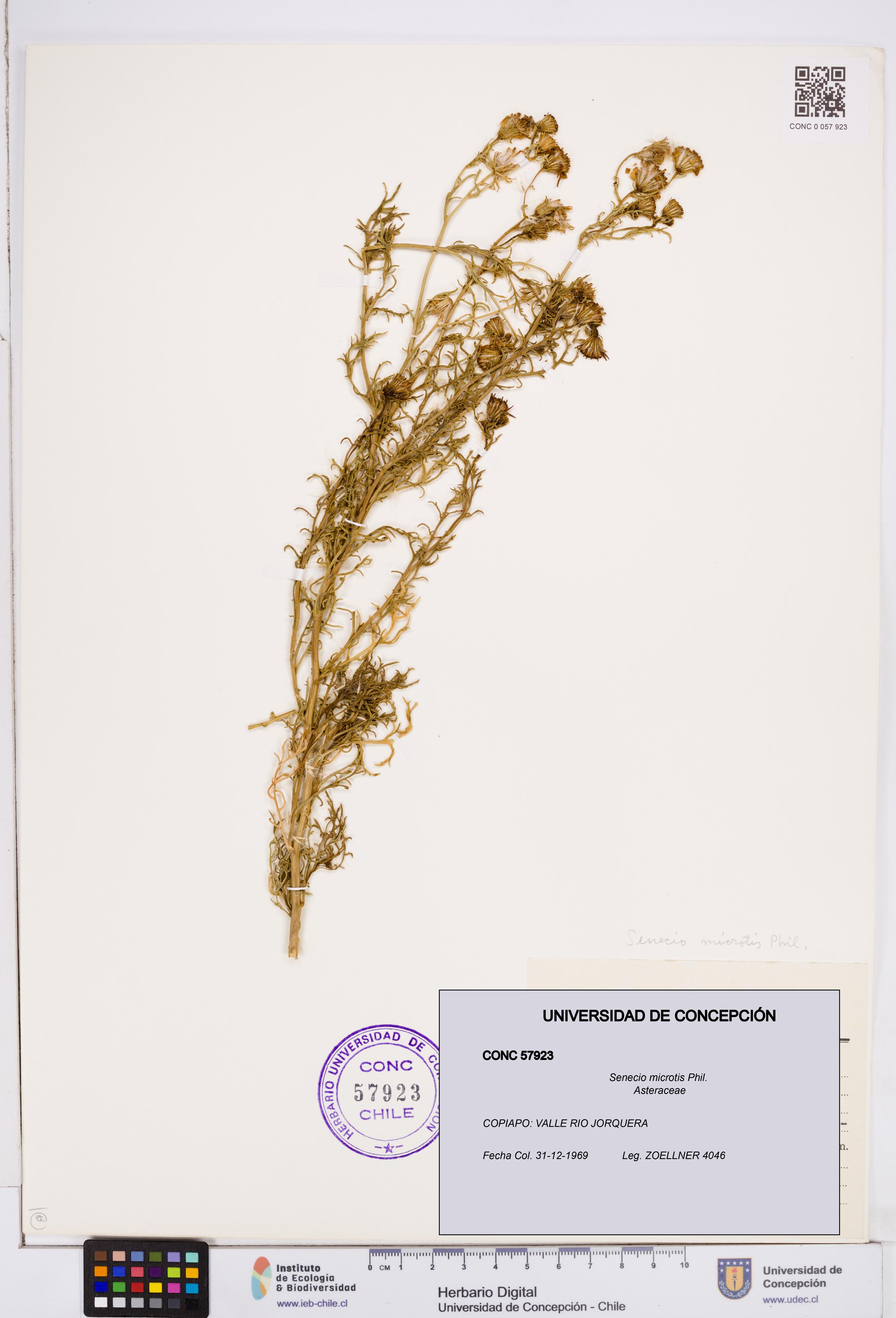 Senecio microtis [Espécimen: ]