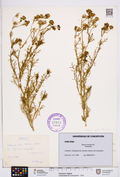 Senecio microtis [Espécimen: ]