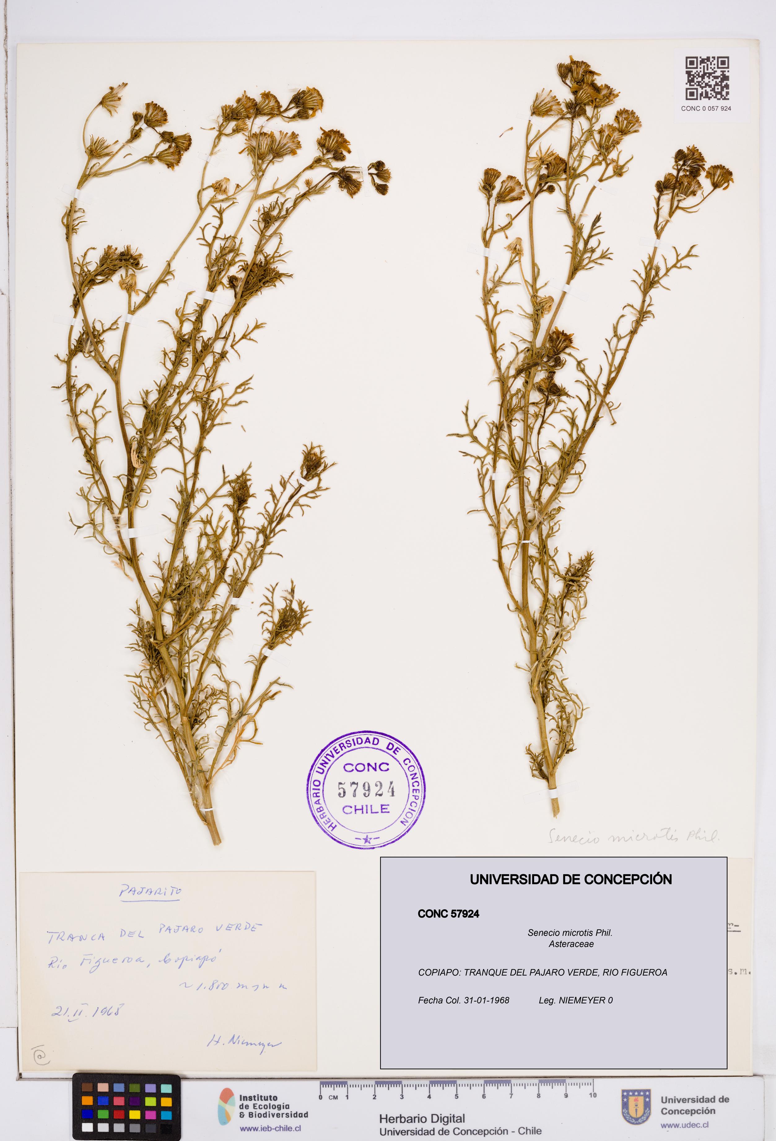 Senecio microtis [Espécimen: ]
