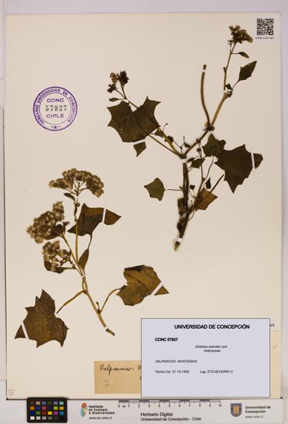 Delairea odorata [Espécimen: UDEC:CONC:0057927]