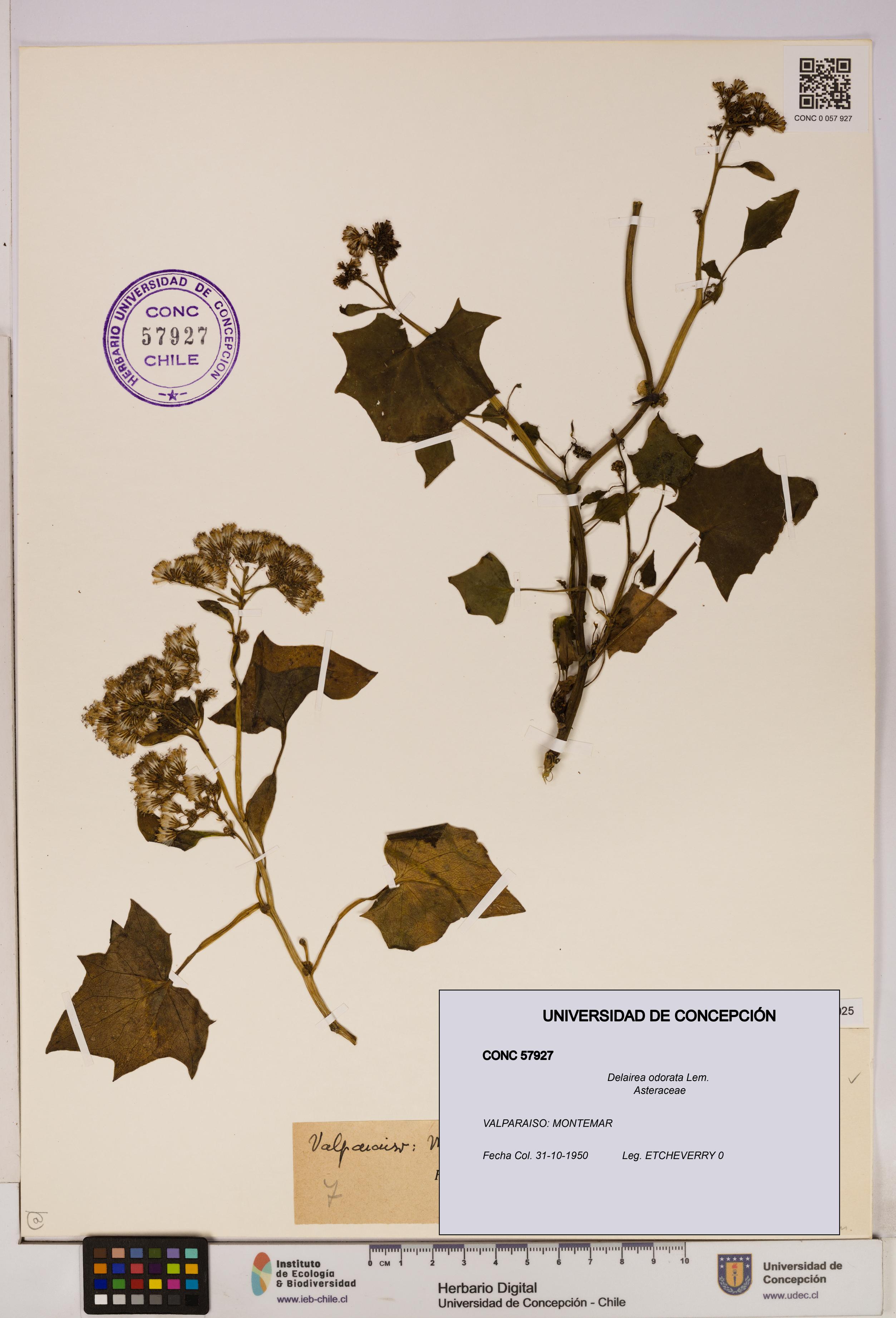 Delairea odorata [Espécimen: UDEC:CONC:0057927]