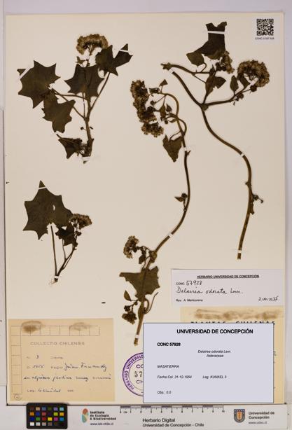 Delairea odorata [Espécimen: UDEC:CONC:0057928]