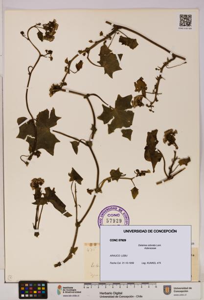 Delairea odorata [Espécimen: UDEC:CONC:0057929]
