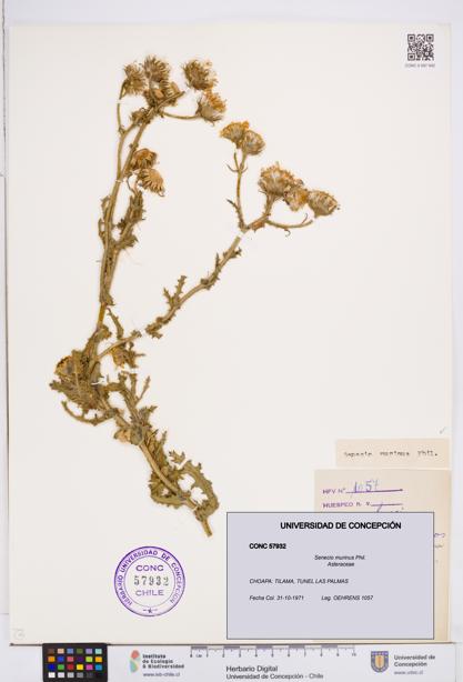 Senecio murinus [Espécimen: ]