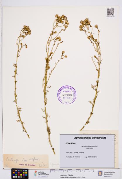 Senecio microphyllus [Espécimen: ]