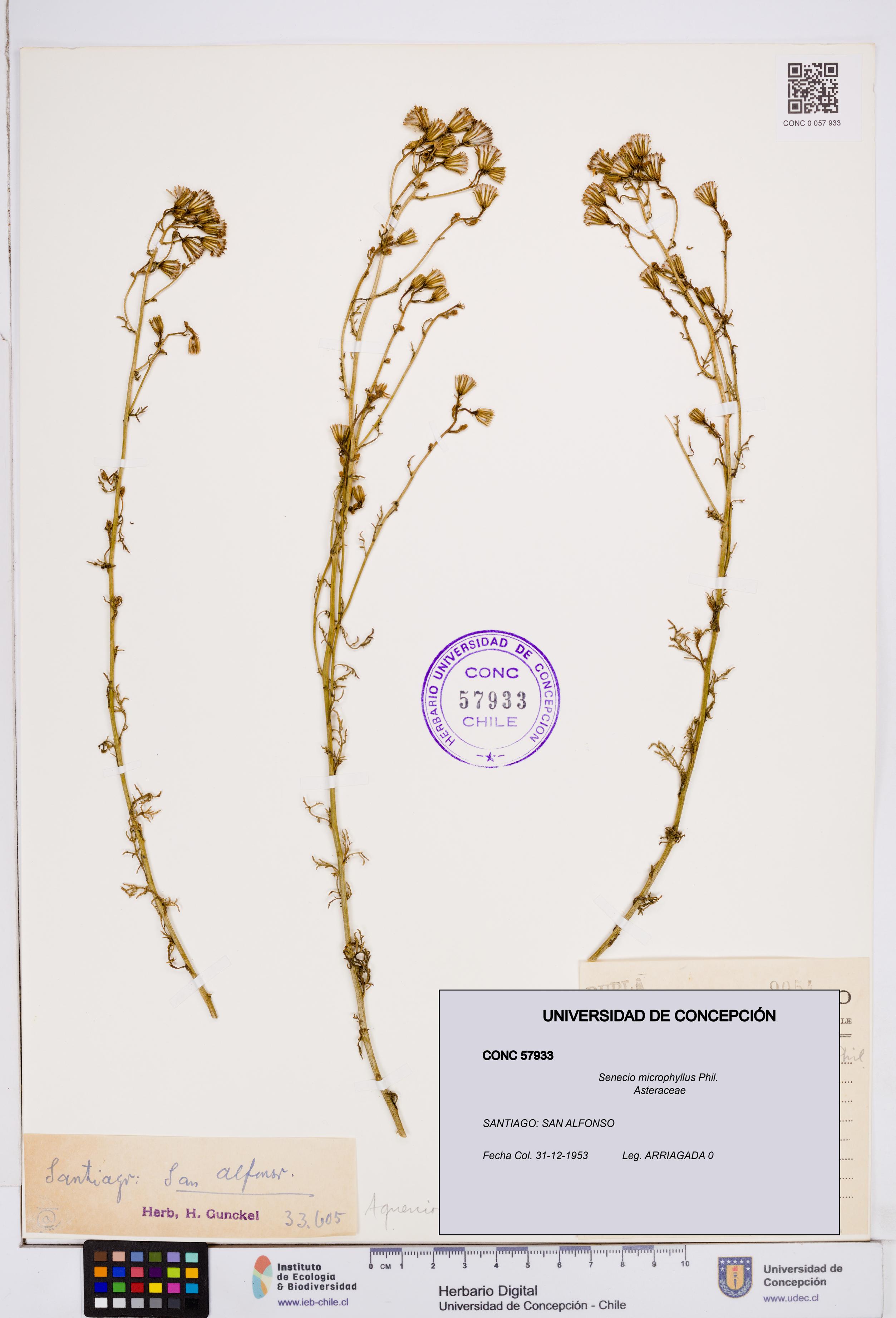 Senecio microphyllus [Espécimen: ]