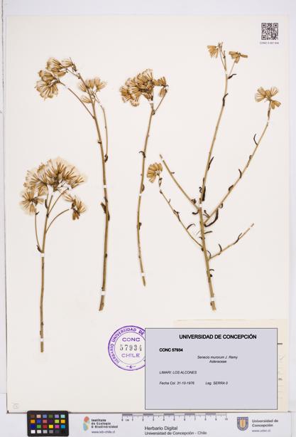 Senecio murorum [Espécimen: ]