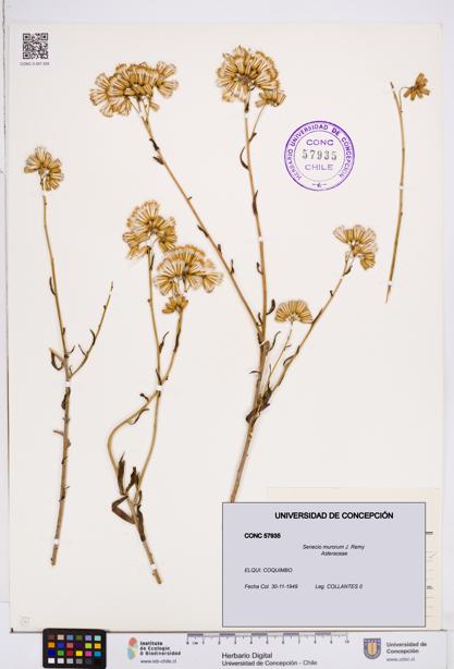 Senecio murorum [Espécimen: ]