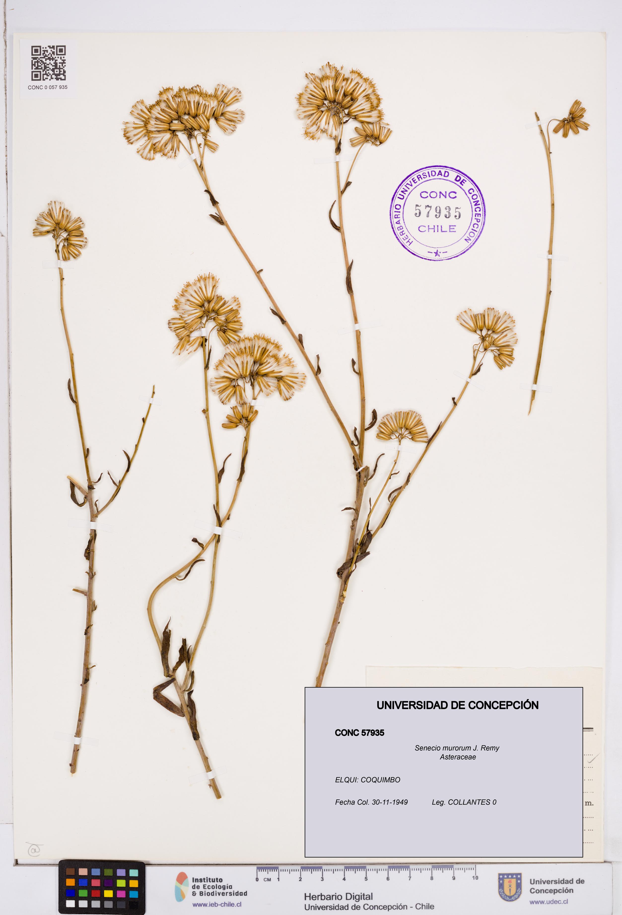 Senecio murorum [Espécimen: ]