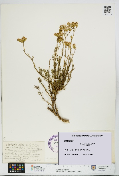 Senecio minutifolius [Espécimen: UDEC:CONC:0057936]