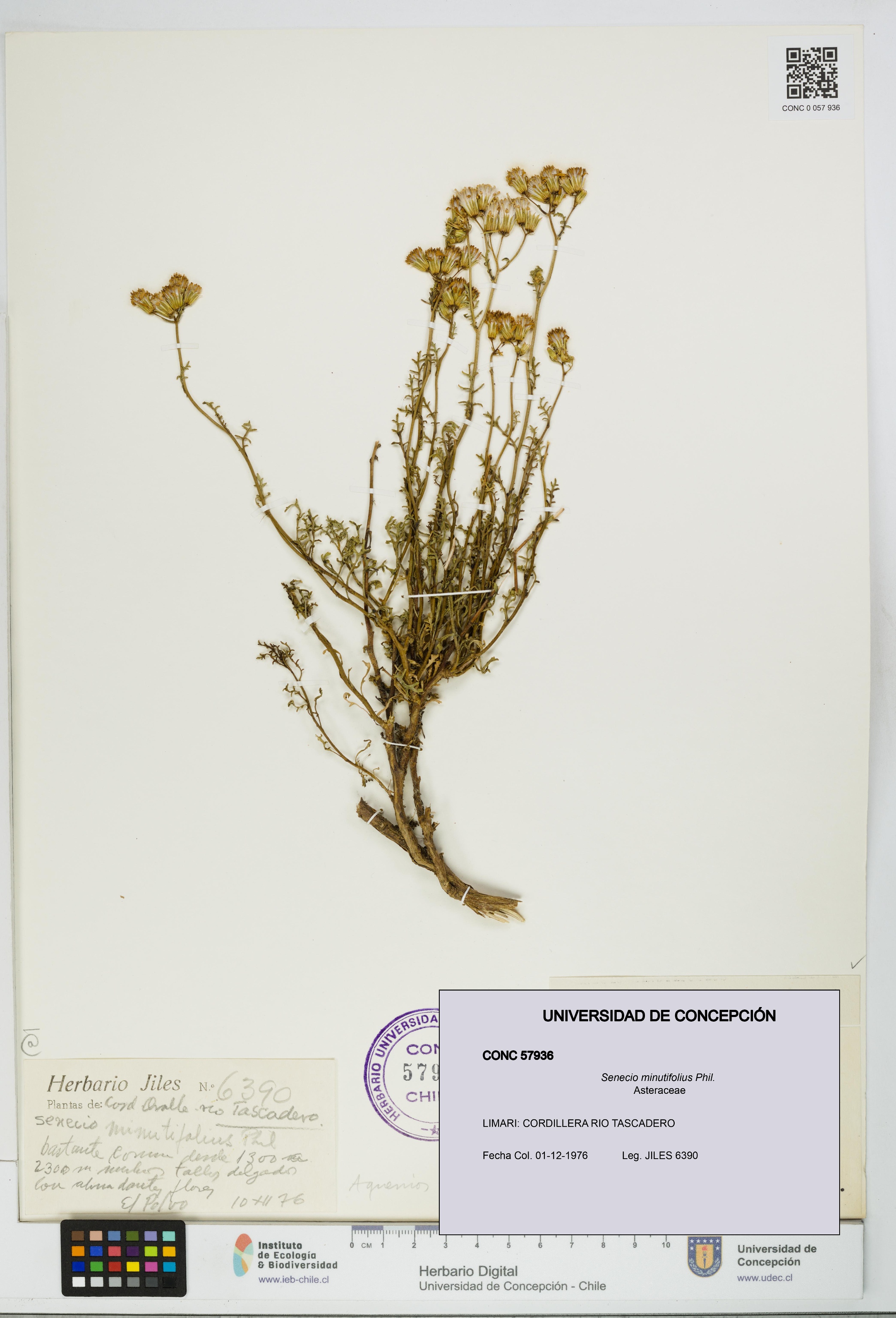 Senecio minutifolius [Espécimen: UDEC:CONC:0057936]