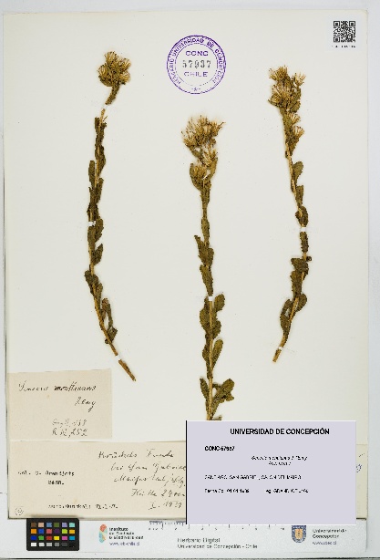 Senecio monttianus [Espécimen: UDEC:CONC:0057937]