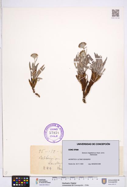 Senecio magellanicus [Espécimen: ]
