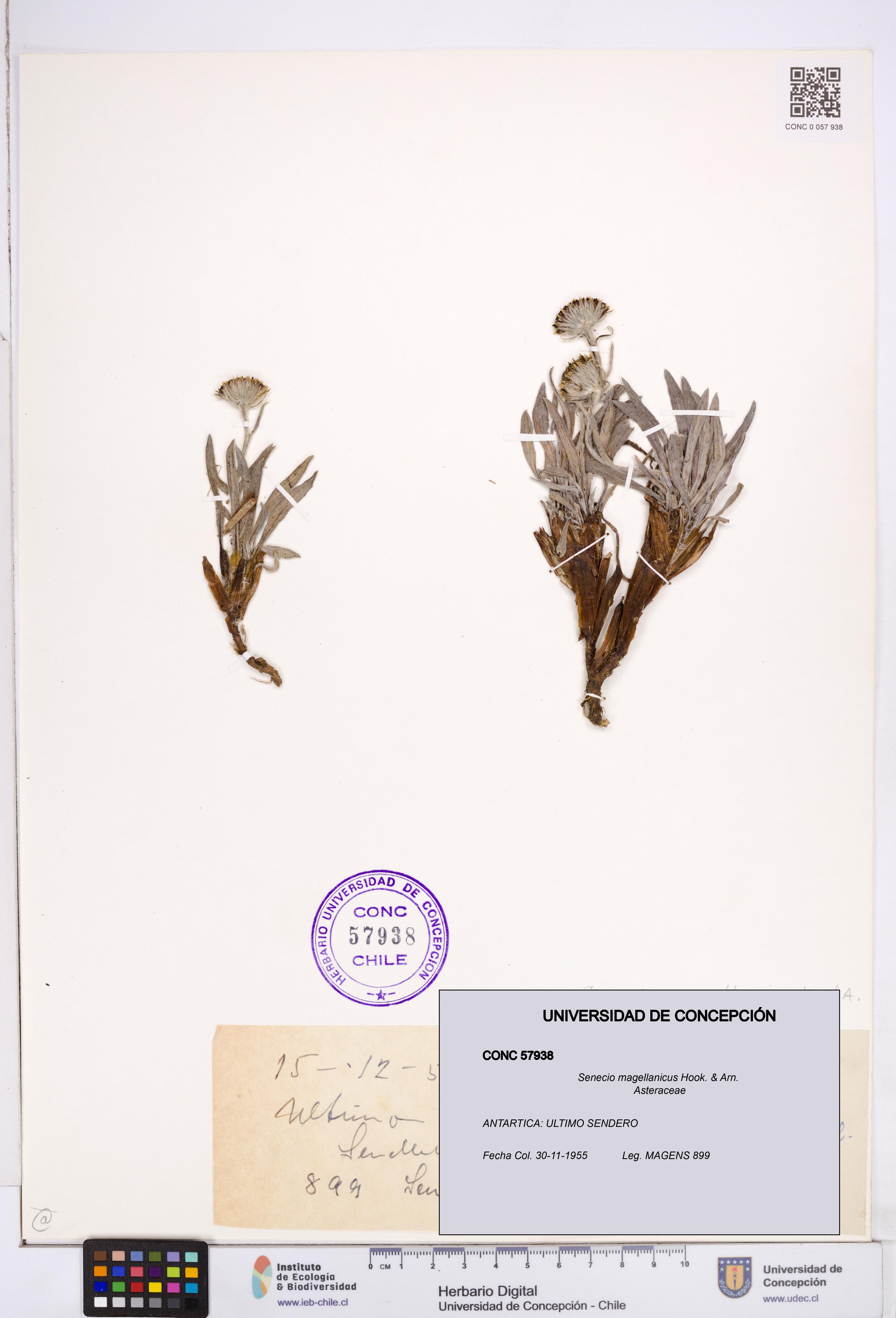 Senecio magellanicus [Espécimen: ]