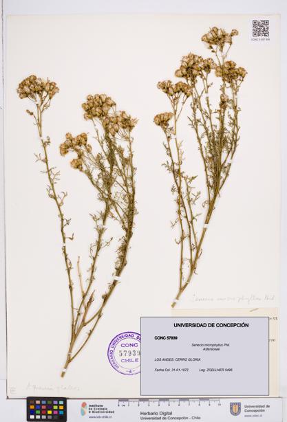 Senecio microphyllus [Espécimen: ]